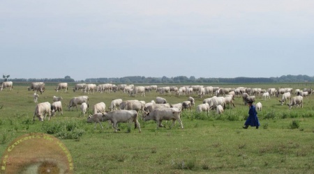 Kalocsa 1