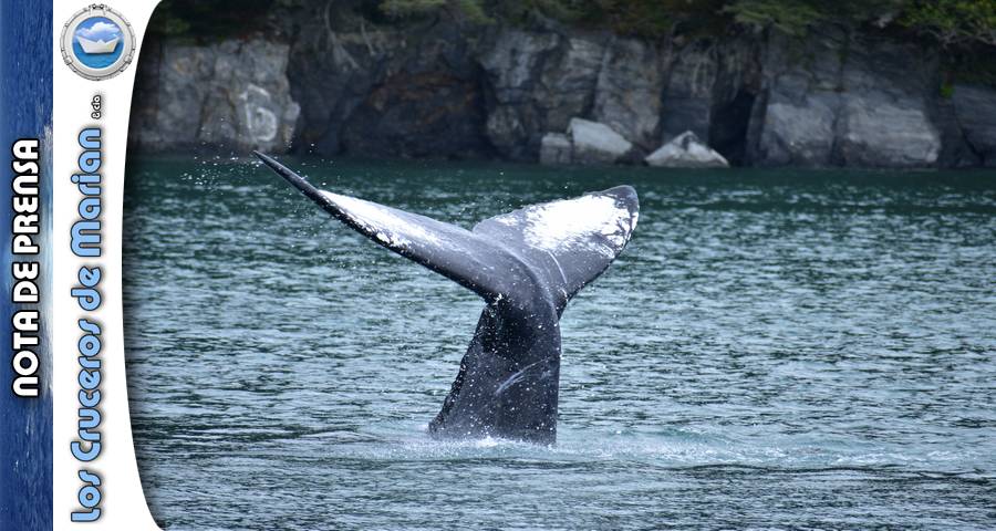 MSC Cruceros se asocia con la organización de conservación marina Orca durante su primera temporada en Alaska