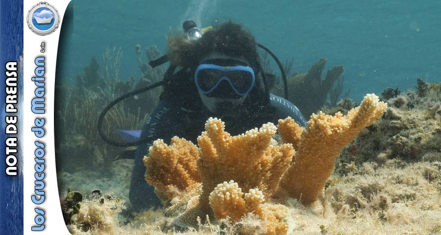 La Fundación MSC protege al coral ‘cuerno de alce’ en las Bahamas ante las olas de calor en el mar